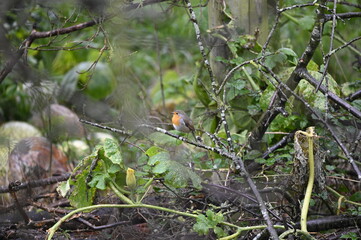 petirrojo en día de lluvia de invierno