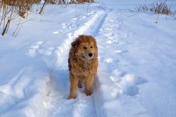 A shaggy brown dog stands in the snow. Mongrel dog