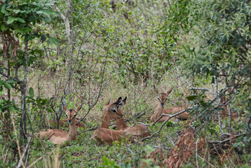 impala antelope, Aepyceros melampus, in the african bush