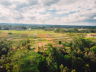 Fototapeta na wymiar Aerial view of rice fields. Tropical landscape in Bali.