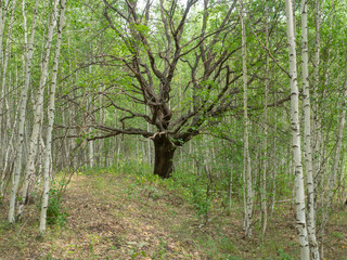 Forest ecosystem. Oak tree surrounded by young trees, the concept of the struggle for life.