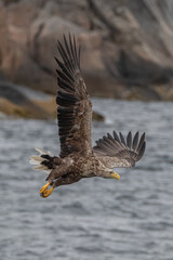 Sea eagle in flight