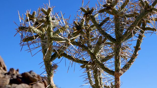 Christmas cholla, tasajillo (Cylindropuntia leptocaulis). Arizona pencil cholla with long yellow spines against the blue sky. Joshua Tree National Park.