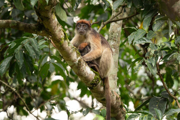 Ugandan red colobus in the tree.  Wild monkey in Uganda. African safari. Colobus with small baby. 