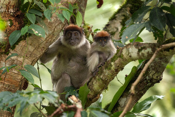 Ugandan red colobus in the tree.  Wild monkey in Uganda. African safari. Colobus with small baby. 