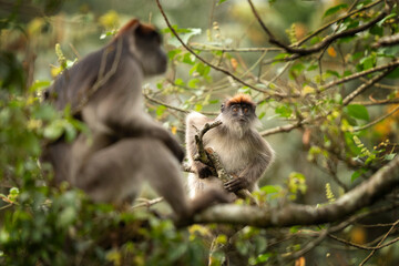 Ugandan red colobus in the tree.  Wild monkey in Uganda. African safari. 