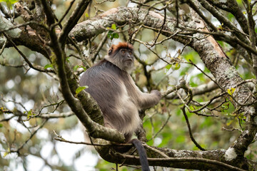 Ugandan red colobus in the tree.  Wild monkey in Uganda. African safari. 