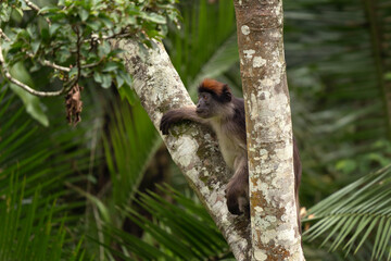 Ugandan red colobus in the tree.  Wild monkey in Uganda. African safari. 