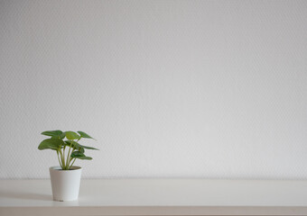 Etagère blanche avec petite plante verte grasse et mur blanc