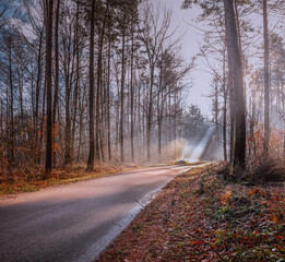 mglista droga w lesie