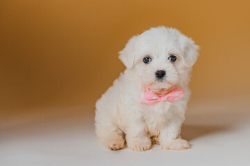 Bichon maltese puppy dog white with yellow background