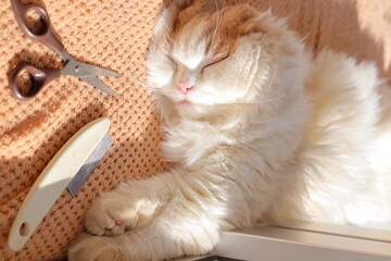 ペットのトリミングと猫