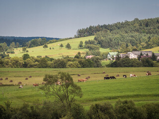 Krowy w Beskidzie Niskim © DRONE QUEST