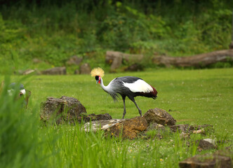 The grey crowned cranes (Balearica regulorum), also known as the African crowned crane, golden crested crane, on the greaan grass with open wings.