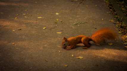 squirrel wiewiórka