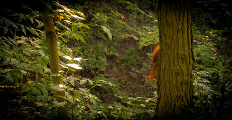 squirrel wiewiórka © DRONE QUEST