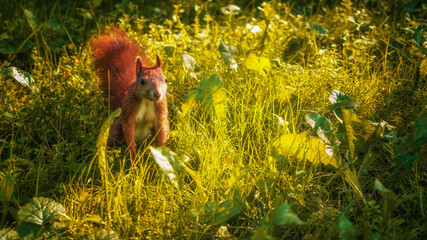 wiewiórka squirrel © DRONE QUEST