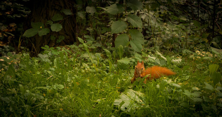 wiewiórka squirrel © DRONE QUEST