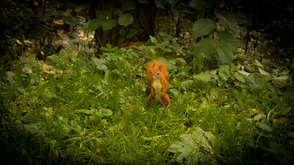squirrel wiewiórka © DRONE QUEST