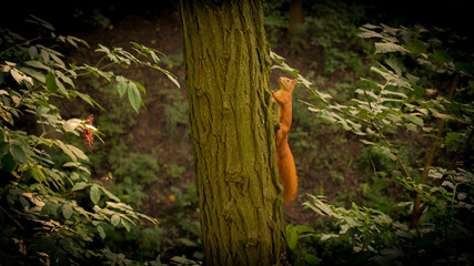 wiewiórka squirrel © DRONE QUEST