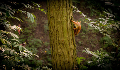 squirrel wiewiórka © DRONE QUEST