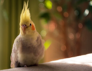 Parrot Cockatiel