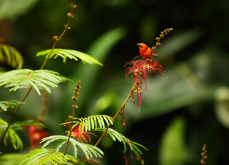 The red fody (Foudia madagascariensis), also known as the Madagascar fody in Madagascar