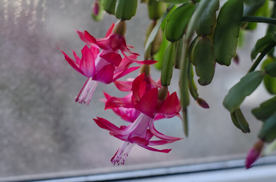 Blooming Schlumbergera (Christmas cactus) against background of misted window in winter time (close up)