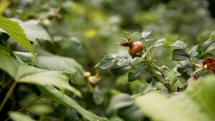 Background of a rosehip Bush close-up. Rosehip bush.