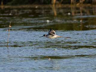 Fauna in the Albufera of Valencia, Spain
