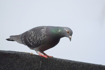 pigeon on the wall