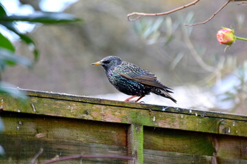 Starling