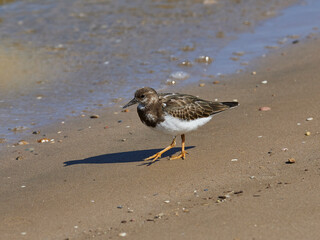 Fauna in the Albufera of Valencia, Spain