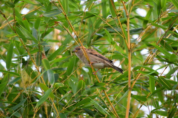 Sparrow