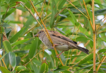 a sparrow