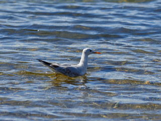 Fauna in the Albufera of Valencia, Spain