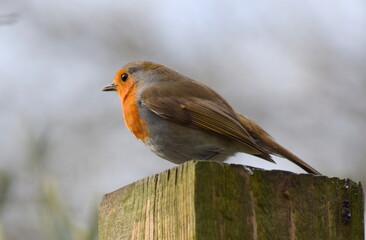 robin on a fence