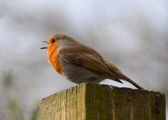 robin on a fence