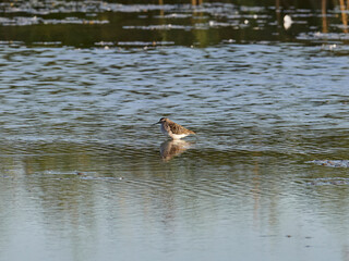 Fauna in the Albufera of Valencia, Spain