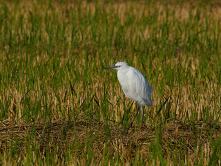 Fauna in the Albufera of Valencia, Spain