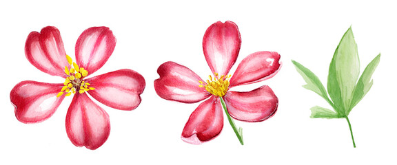Red flowers watercolor set. Template for decorating designs and illustrations.	