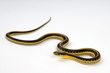 Aquatic garter snake // St. Diabolo Strumpfbandnatter (Thamnophis atratus zaxanthus)