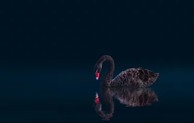 Gordijnen Black swan isolated  on black background (Cygnus atratus) © muratart