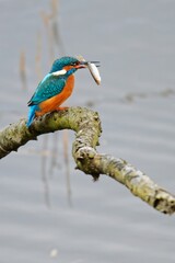 Eisvogel - Common kingfisher (Alcedo atthis)