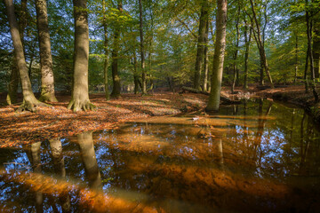 Autumn river creek stream in woods. Forest trees landscape woodland fall