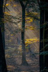Atmospheric misty morning light on green branch in magical forest