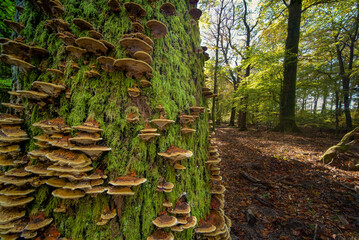 Old tree in a forest covered with moss mushrooms - 477844527