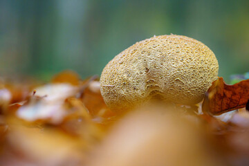 Yellow potato bovist between orange colored beech leaves