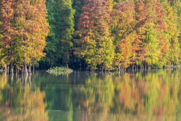 In autumn , colorful of metasequoia woods in the river