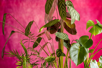 Decorative indoor plants with red background